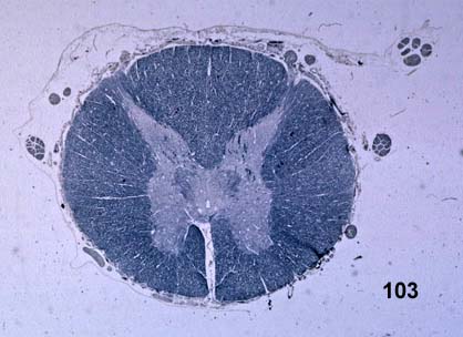 103.jpg (26408 bytes)